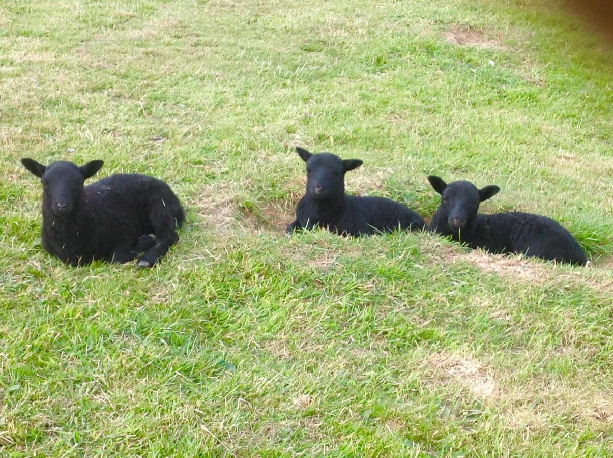 Molehill Lodge Swansea Bagian luar foto