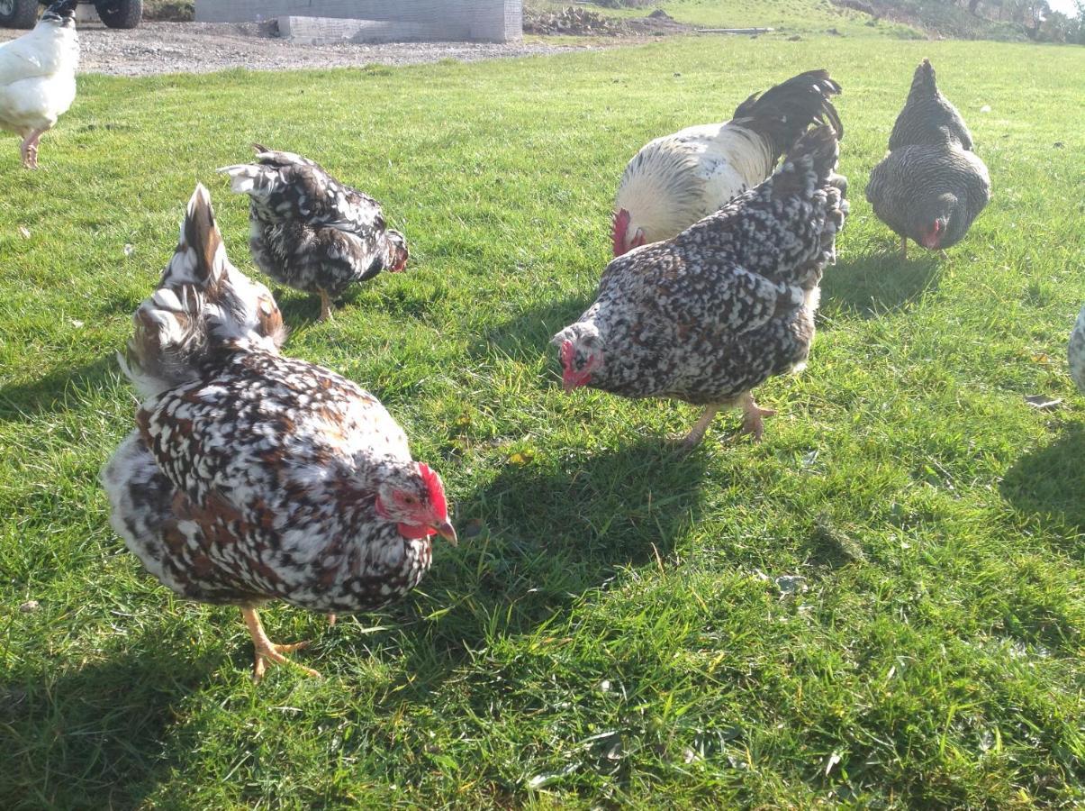 Molehill Lodge Swansea Bagian luar foto