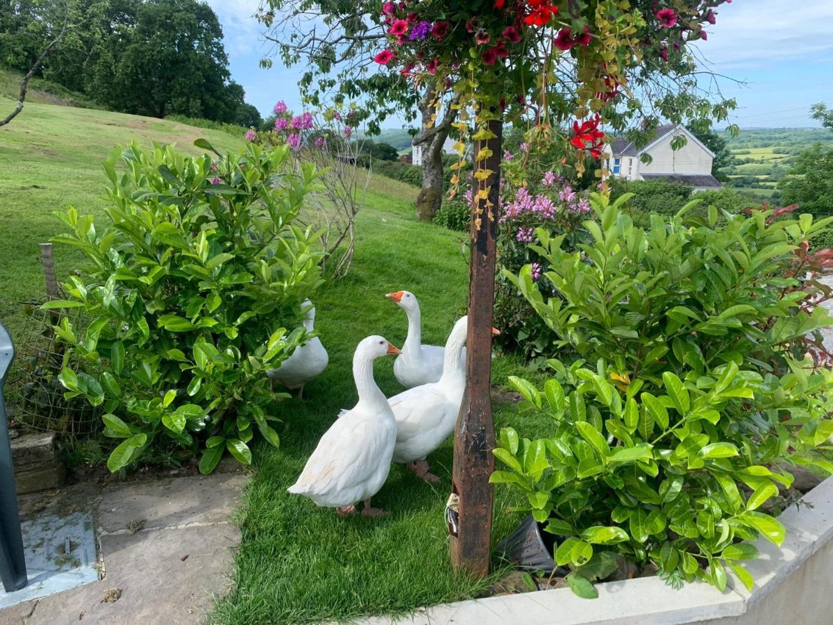 Molehill Lodge Swansea Bagian luar foto
